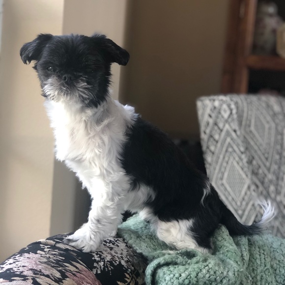 Meet your Posher, Mindy - Picture 6 of 8